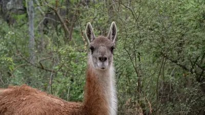 Guanaco Guanaco