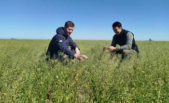 Asombro por el cultivo clave para un combustible sostenible | Energía