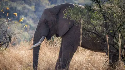 Elefante Elefante