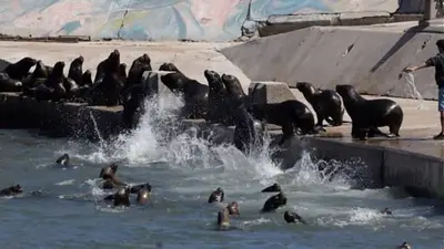 Vuelven después de estar en cautiverio: así es la nueva vida de los lobos marinos del Aquarium de Mar del Plata Vuelven después de estar en cautiverio: así es la nueva vida de los lobos marinos del Aquarium de Mar del Plata