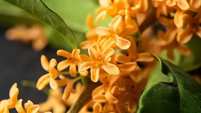El árbol pequeño con el perfume más intenso para el balcón El árbol pequeño con el perfume más intenso para el balcón