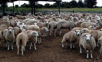Alerta sanitaria: una enfermedad en ovinos pone en jaque las exportaciones | Santa fe