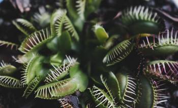 La planta que devora a las moscas y tiene trampas mortales entre sus pétalos | Naturaleza