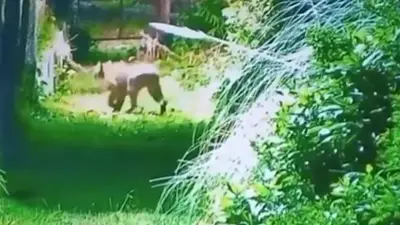 Alerta por un puma suelto en Escobar: las autoridades buscan al animal tras la alarma de vecinos Alerta por un puma suelto en Escobar: las autoridades buscan al animal tras la alarma de vecinos