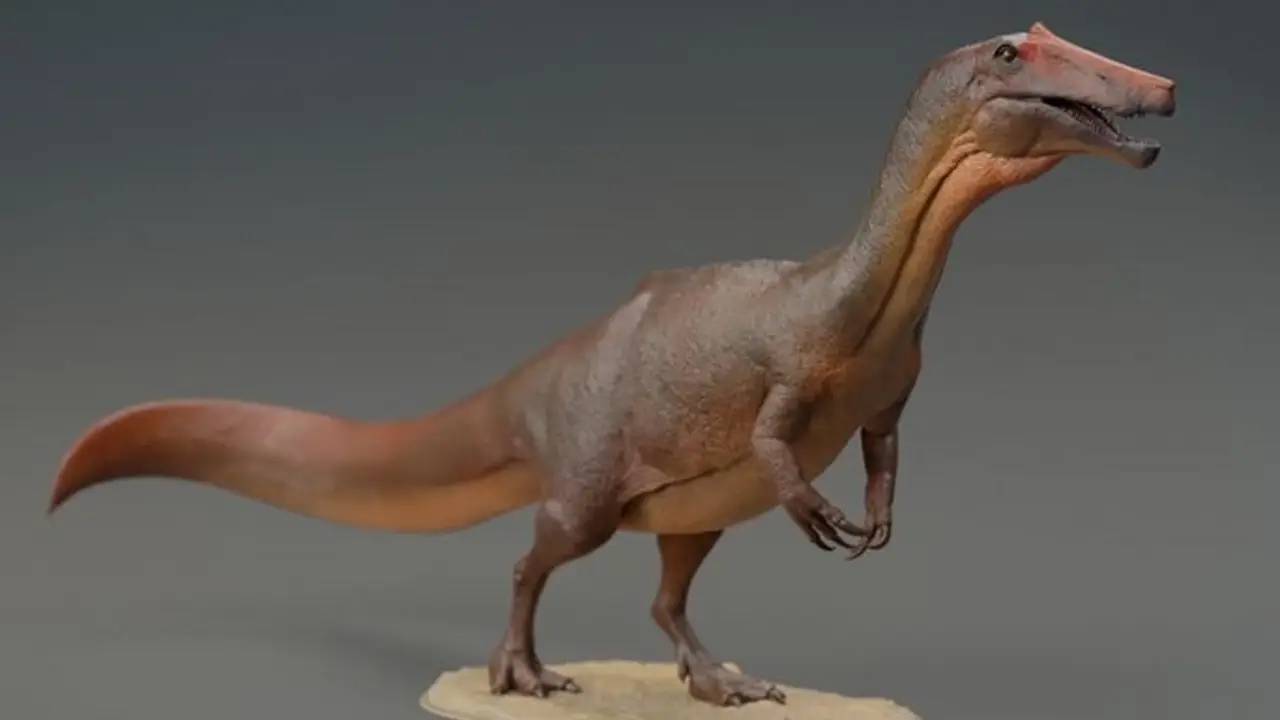  Irritator Challengeri. 