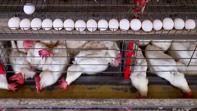 Brasil impugna medida de la UE de bloquear envíos de productos de origen animal Brasil impugna medida de la UE de bloquear envíos de productos de origen animal