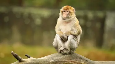 Animales Animales