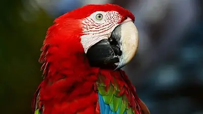 Guacamaya roja. Guacamaya roja.