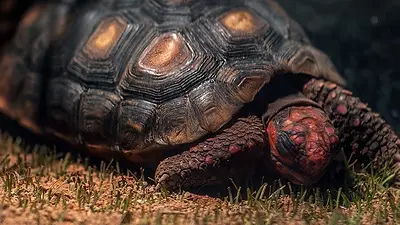 Tortuga de patas rojas. Tortuga de patas rojas.