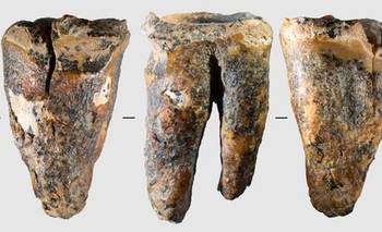 Una muela hallada en una cueva siberiana revela una intervención dental en un neandertal | Ciencia 