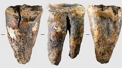 Una muela hallada en una cueva siberiana revela una intervención dental en un neandertal Una muela hallada en una cueva siberiana revela una intervención dental en un neandertal