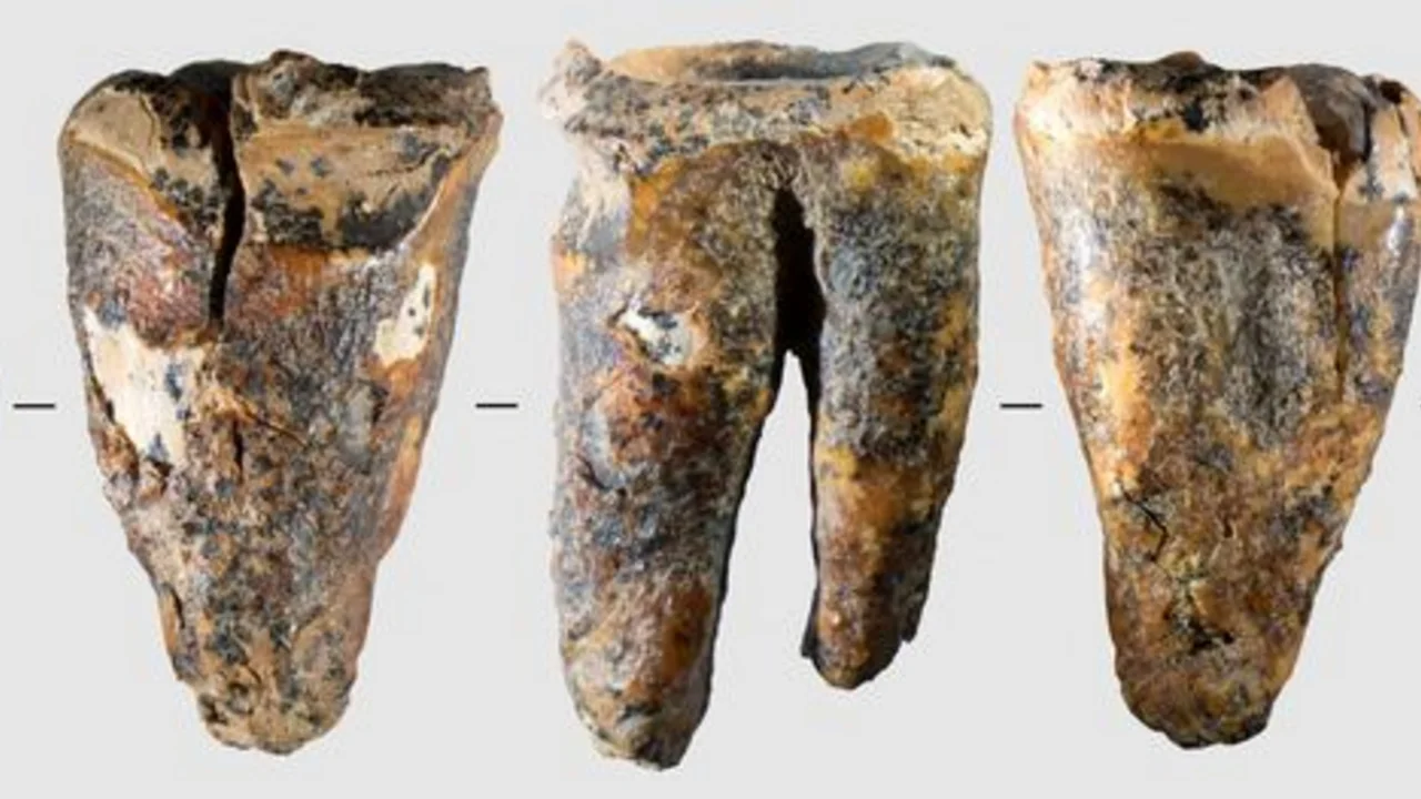 Una muela hallada en una cueva siberiana revela una intervención dental en un neandertal