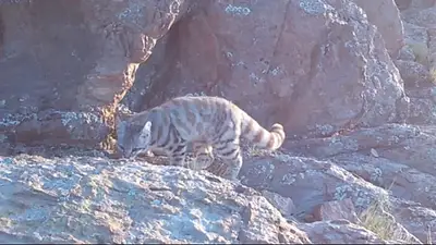 Gato andino en Mendoza. Gato andino en Mendoza.