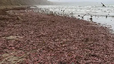 Las extrañas criaturas que aparecieron en la costa patagónica y sorprendieron a los turistas Las extrañas criaturas que aparecieron en la costa patagónica y sorprendieron a los turistas