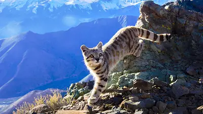 Es el animal más difícil de encontrar y lo captaron en Mendoza: hay solo 2200 ejemplares en el mundo Es el animal más difícil de encontrar y lo captaron en Mendoza: hay solo 2200 ejemplares en el mundo