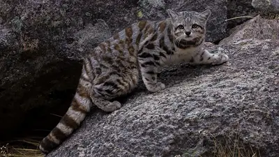 Gato andino. Gato andino.