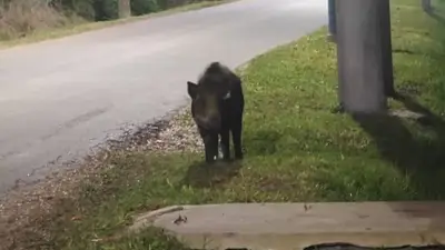 Qué se sabe del jabalí que apareció en Escobar a días de que vean un puma en la misma zona Qué se sabe del jabalí que apareció en Escobar a días de que vean un puma en la misma zona
