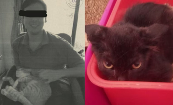 Un joven de 27 años adoptó para torturar y asesinar a 16 gatos en Recoleta | Recoleta