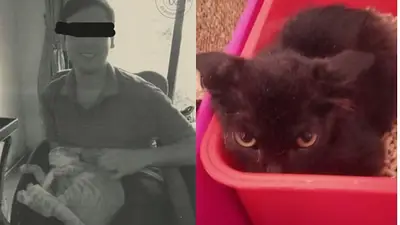 Adoptó para torturar y asesinar a 16 gatos en Recoleta: la denuncia contra un joven de 27 años que sacude Buenos Aires Adoptó para torturar y asesinar a 16 gatos en Recoleta: la denuncia contra un joven de 27 años que sacude Buenos Aires