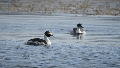 Vuelven a reproducirse en la Patagonia después de 10 años: el animal en peligro de extinción que volvió a poner huevos Vuelven a reproducirse en la Patagonia después de 10 años: el animal en peligro de extinción que volvió a poner huevos
