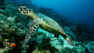 Tortuga Carey. Tortuga Carey.