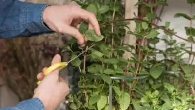 plantas. plantas.