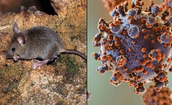 Hantavirus: tras el alerta nacional, la provincia detalló cuál es la situación local | Hantavirus