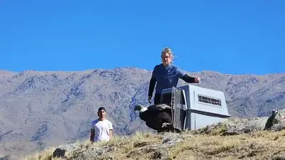 Final feliz para Nay: así fue la liberación de la cóndor andina que fue rescatada en una ruta de Tucumán Final feliz para Nay: así fue la liberación de la cóndor andina que fue rescatada en una ruta de Tucumán