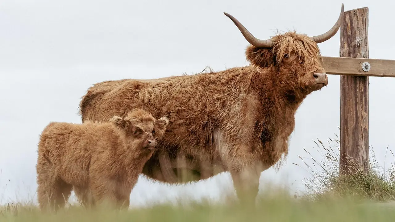 Un granjero abandonó unas vacas en una isla: formaron una manada salvaje y su análisis arrojó un resultado inquietante