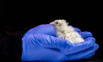Nacieron los primeros 26 pollitos de un huevo artificial: ¿Cómo fue el proceso? | Animales