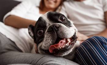 Los mejores 200 nombres de perros inspirados en películas | Mascotas