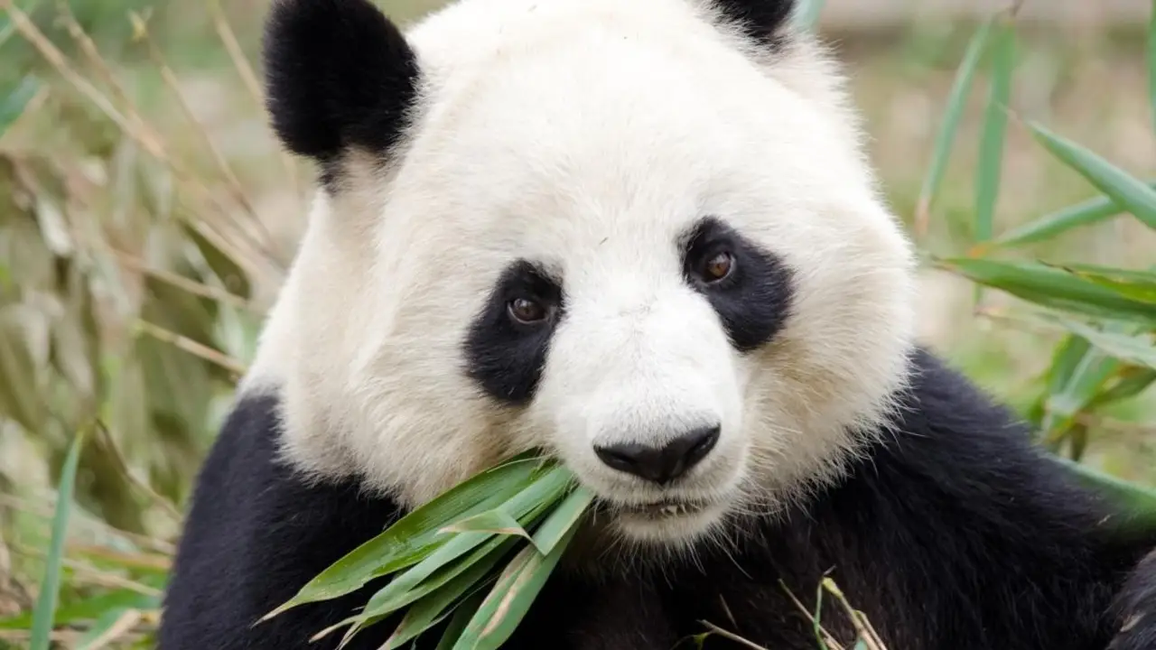Panda.