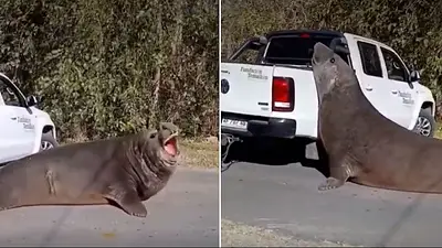 Un elefante marino cortó el tránsito en Ensenada y sorprendió a los vecinos Un elefante marino cortó el tránsito en Ensenada y sorprendió a los vecinos