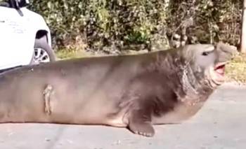Cómo está el elefante marino que apareció en Ensenada | Animales