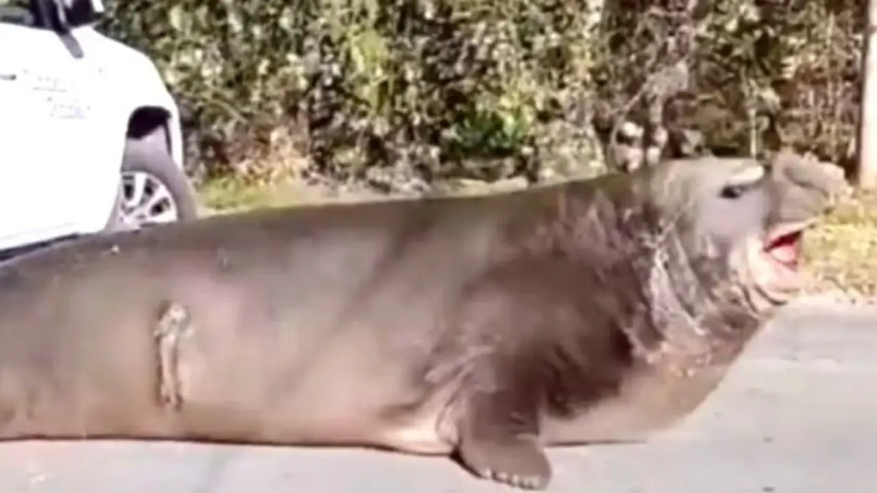 Elefante marino en Ensenada: cuál es su estado y dónde se encuentra ahora