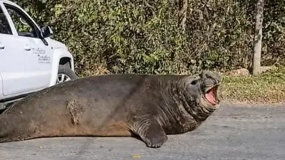 Elefante marino. Elefante marino.