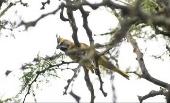 Liberaron en La Pampa un ave del Sur en peligro de extinción | Animales