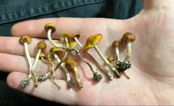Hallazgo científico: el compuesto natural que podría cambiar la lucha contra la cocaína | Salud