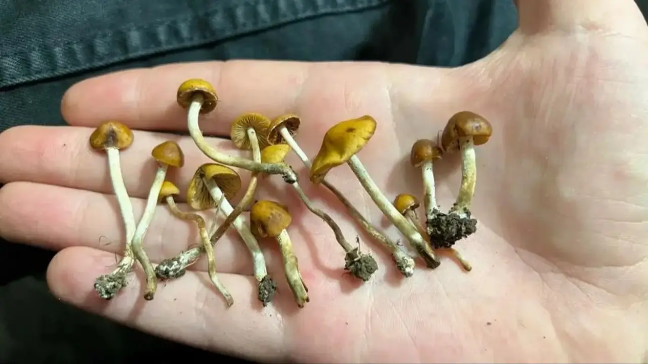 El hallazgo que podría cambiar la lucha contra la cocaína: un compuesto natural mostró eficacia