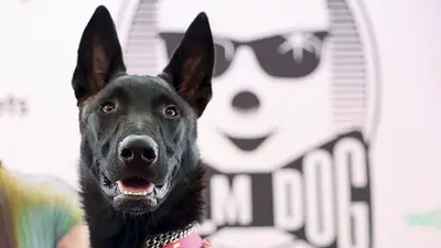 Perra rescatada chilena Yuri acapara la atención en Cannes al ganar el primer premio del "Palm Dog" Perra rescatada chilena Yuri acapara la atención en Cannes al ganar el primer premio del "Palm Dog"