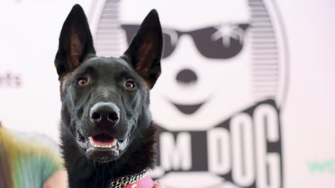 Perra rescatada chilena Yuri acapara la atención en Cannes al ganar el primer premio del "Palm Dog"