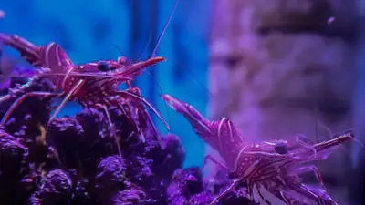 Animales marinos decomisados. Animales marinos decomisados.