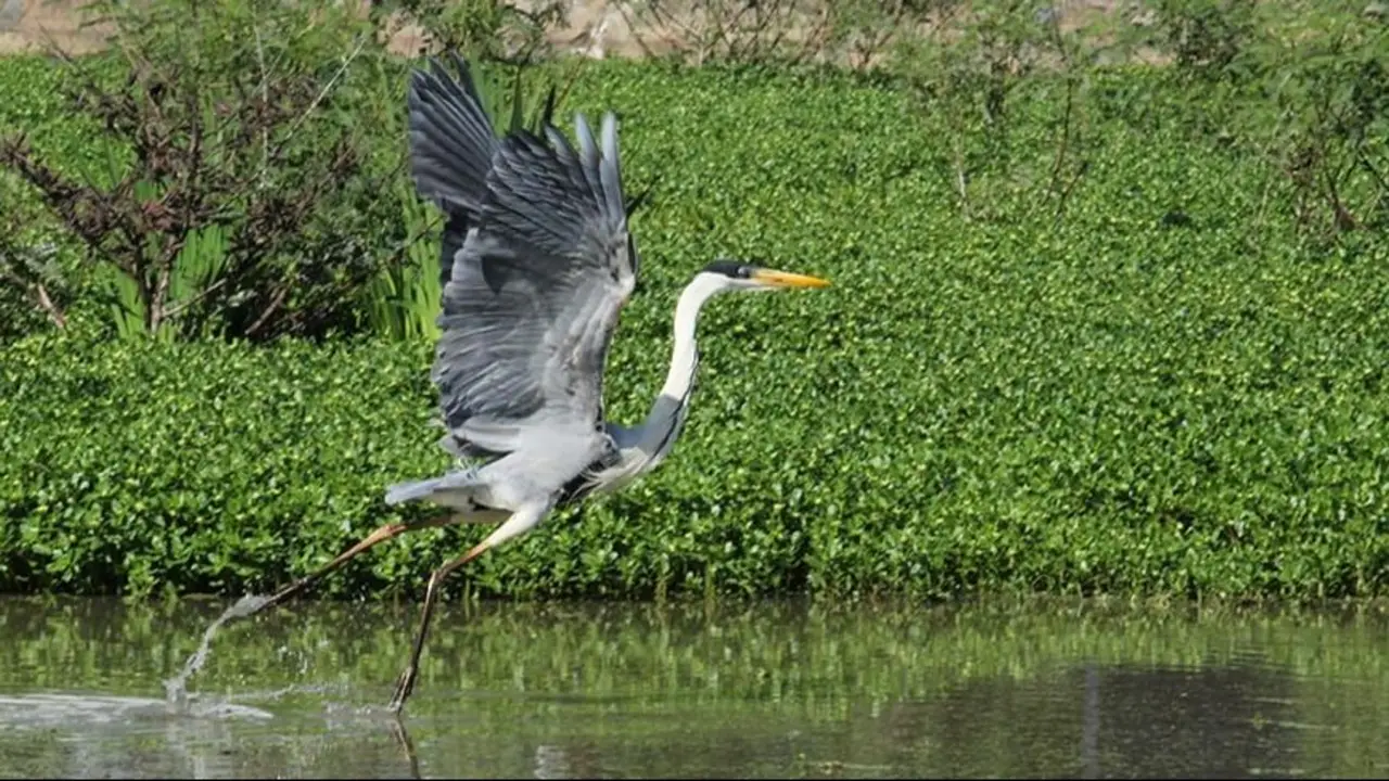 Aves