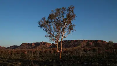 El cambio climático amenaza a especies vegetales de todo el mundo a medida que se reducen sus hábitats El cambio climático amenaza a especies vegetales de todo el mundo a medida que se reducen sus hábitats