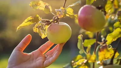 Las claves para plantar árboles frutales en otoño y por qué es la estación ideal para hacerlo Las claves para plantar árboles frutales en otoño y por qué es la estación ideal para hacerlo