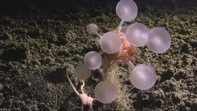 Las exóticas especies marinas que descubrieron en un año: son más de 1100 y pertenecen a regiones poco exploradas Las exóticas especies marinas que descubrieron en un año: son más de 1100 y pertenecen a regiones poco exploradas