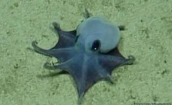 Descubren en Galápagos un extraño pulpo azul del tamaño de una pelota de golf | Sorpresa en las profundidades