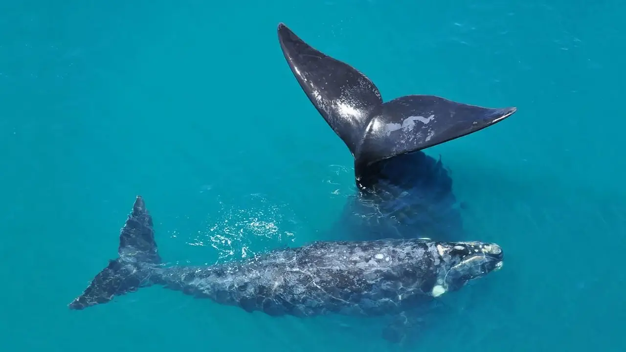 Una ballena azul sorprendió a un grupo de turistas en Comodoro Rivadavia al acercarse a metros del bote