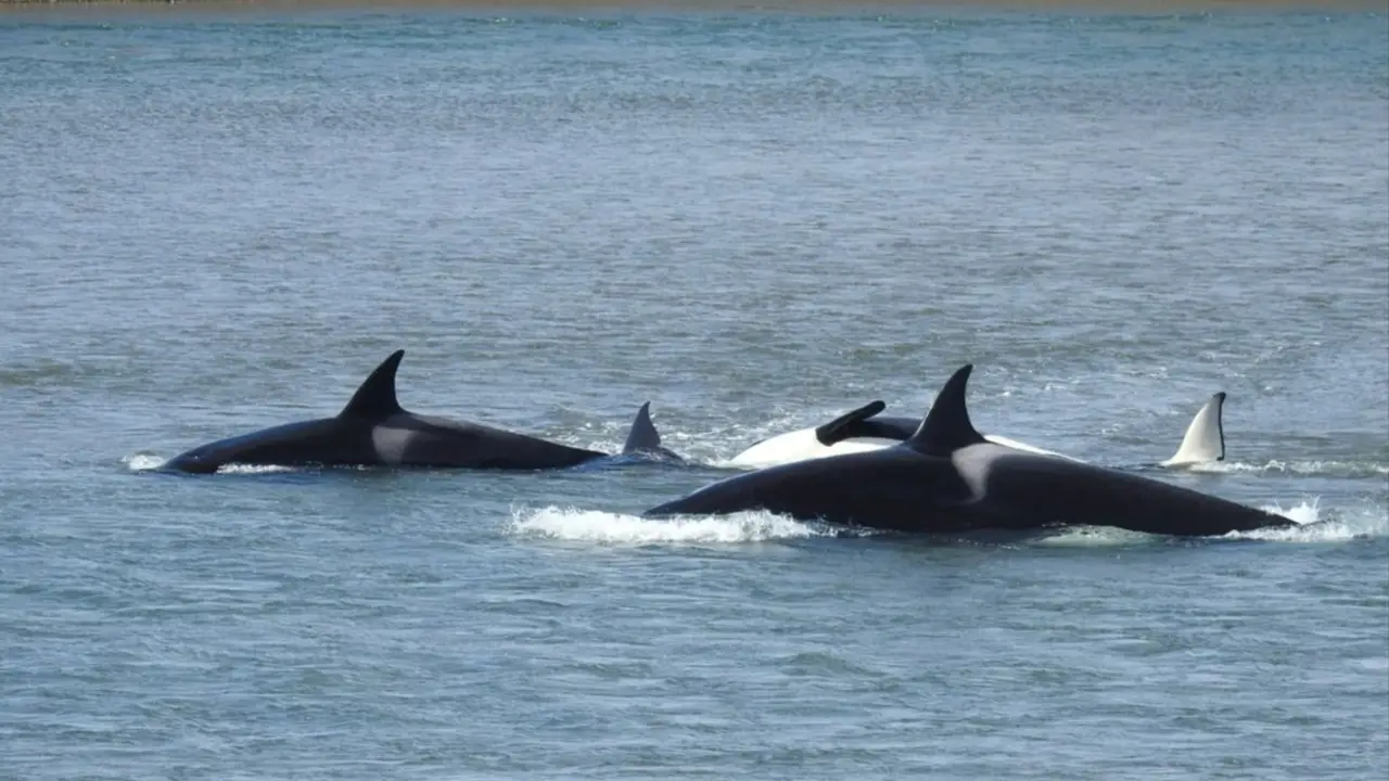 Pánico en Río Negro: una orca persiguió a un hombre que andaba en kayak al confundirlo con una presa