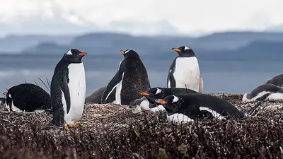 pingüinos papúa. pingüinos papúa.